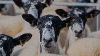 Click to watch 'Sheeping' (popup) Clarksons Farm